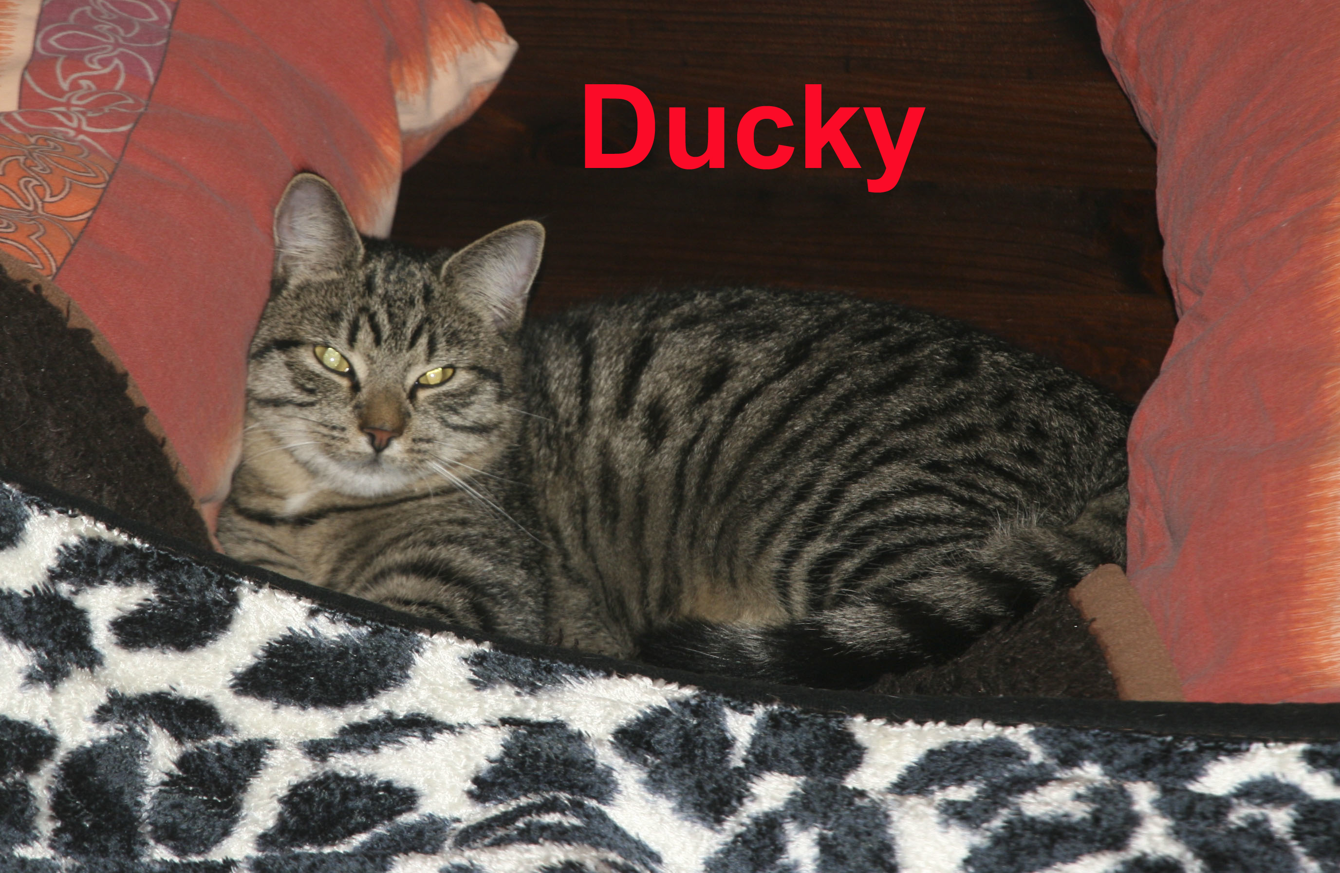 Ducky1