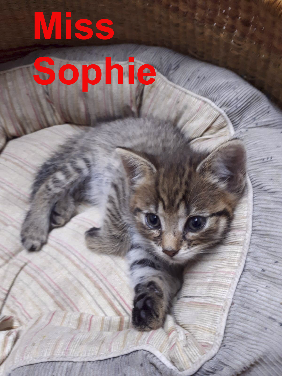 Miss Sophie 1